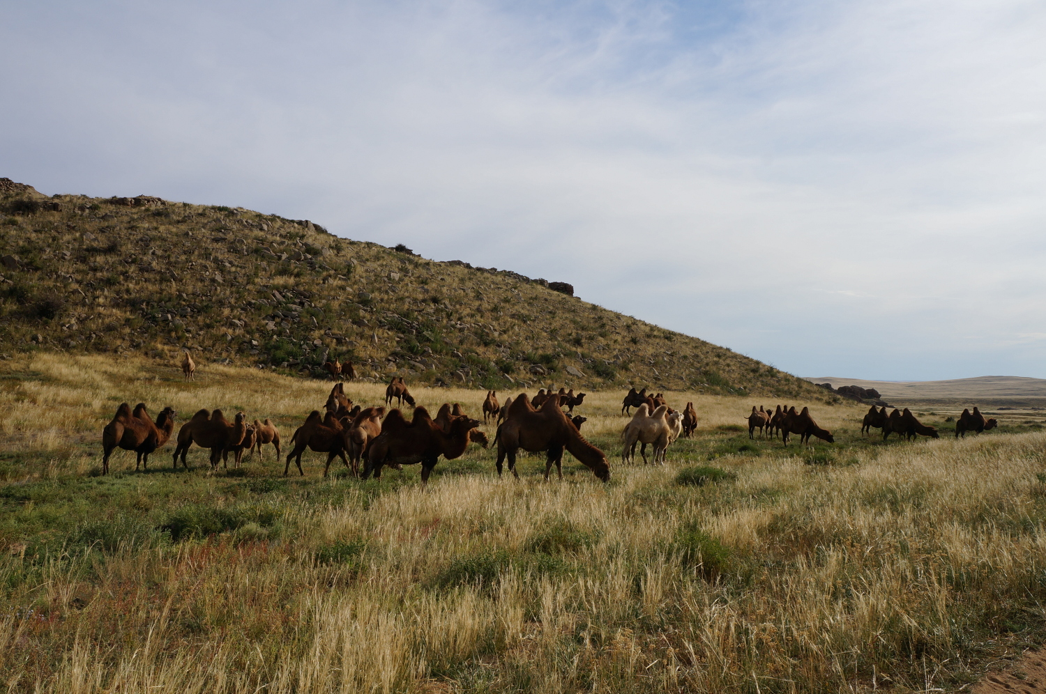 troupeau de chameaux