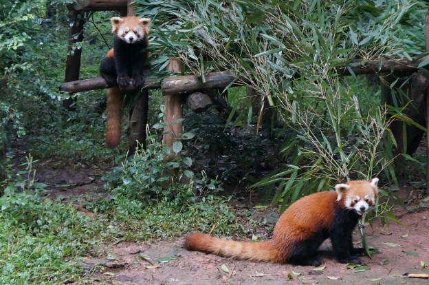 panda roux 1