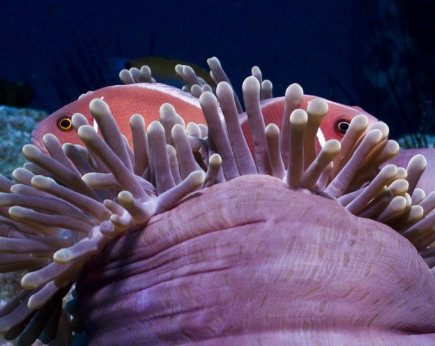 poisson anemone