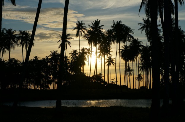 couché soleil palmiers