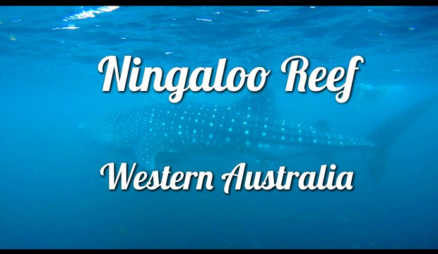 La plongée à Ningaloo Reef